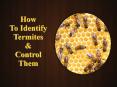 How to Identify Termites and Control Them PowerPoint PPT Presentation