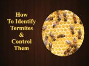 How to Identify Termites and Control Them