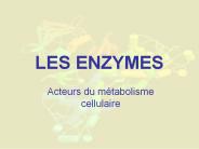 LES ENZYMES