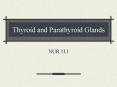 Thyroid and Parathyroid Glands PowerPoint PPT Presentation