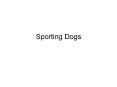 Sporting Dogs PowerPoint PPT Presentation