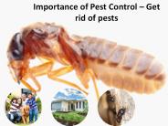 Importance of Pest Control – Get rid of pests