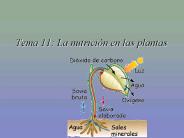 Tema 11: La nutrici