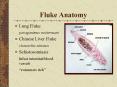 Fluke Anatomy PowerPoint PPT Presentation