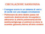 Circolazione sanguigna