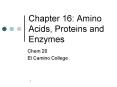 Chapter 16: Amino Acids, Proteins and Enzymes PowerPoint PPT Presentation