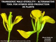 transgenic male sterility