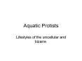 Aquatic Protists PowerPoint PPT Presentation