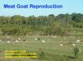 Meat Goat Reproduction PowerPoint PPT Presentation