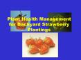 Plant Health Management for Backyard Strawberry Plantings PowerPoint PPT Presentation