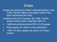 Grape PowerPoint PPT Presentation