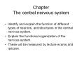 Chapter The central nervous system PowerPoint PPT Presentation