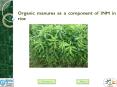 Organic manures as a component of INM in rice PowerPoint PPT Presentation