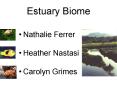 Estuary Biome PowerPoint PPT Presentation