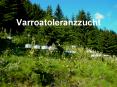 Varroatoleranzzucht PowerPoint PPT Presentation