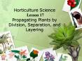Horticulture Science Lesson 17 Propagating Plants by Division, Separation, and Layering PowerPoint PPT Presentation