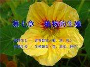 ????(vegetative propagation)