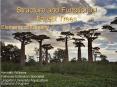 Structure and Function of Forest Trees PowerPoint PPT Presentation
