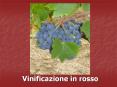 Vinificazione in rosso PowerPoint PPT Presentation