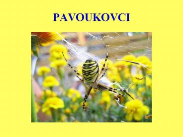 PAVOUKOVCI