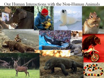 Our Human Interactions with the Non-Human Animals