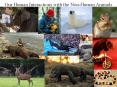 Our Human Interactions with the Non-Human Animals PowerPoint PPT Presentation