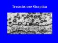 Trasmissione Sinaptica PowerPoint PPT Presentation