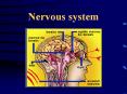 Nervous system PowerPoint PPT Presentation