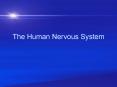 The Human Nervous System PowerPoint PPT Presentation