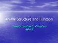 Animal Structure and Function PowerPoint PPT Presentation