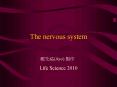 The nervous system PowerPoint PPT Presentation