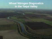 Wheat Nitrogen Diagnostics