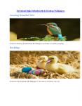 Download High Defination Birds Desktop Wallpapers PowerPoint PPT Presentation