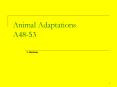 Animal Adaptations A48-53 PowerPoint PPT Presentation