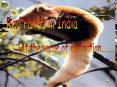 Red Panda in India PowerPoint PPT Presentation