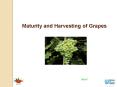 Maturity and Harvesting of Grapes PowerPoint PPT Presentation