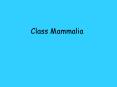Class Mammalia PowerPoint PPT Presentation