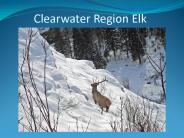 Clearwater Region Elk