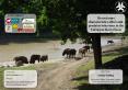 Do enclosure characteristics affect anti-predator behaviour in the European bison (Bison bonasus)? PowerPoint PPT Presentation