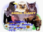 ANIMAL PLANET