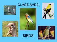CLASS AVES
