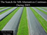 The Search for MB Alternatives Continues During 2005