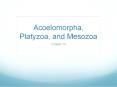 Acoelomorpha, Platyzoa, and Mesozoa PowerPoint PPT Presentation