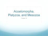 Acoelomorpha, Platyzoa, and Mesozoa