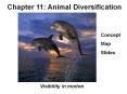 Chapter 11: Animal Diversification PowerPoint PPT Presentation