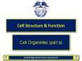 Cell Structure PowerPoint PPT Presentation