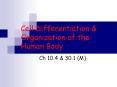 Cell Differentiation PowerPoint PPT Presentation