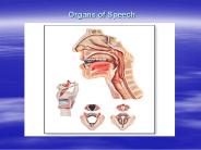 Organs of Speech