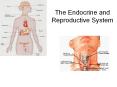 The Endocrine and Reproductive System PowerPoint PPT Presentation