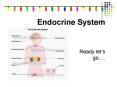 Endocrine System PowerPoint PPT Presentation